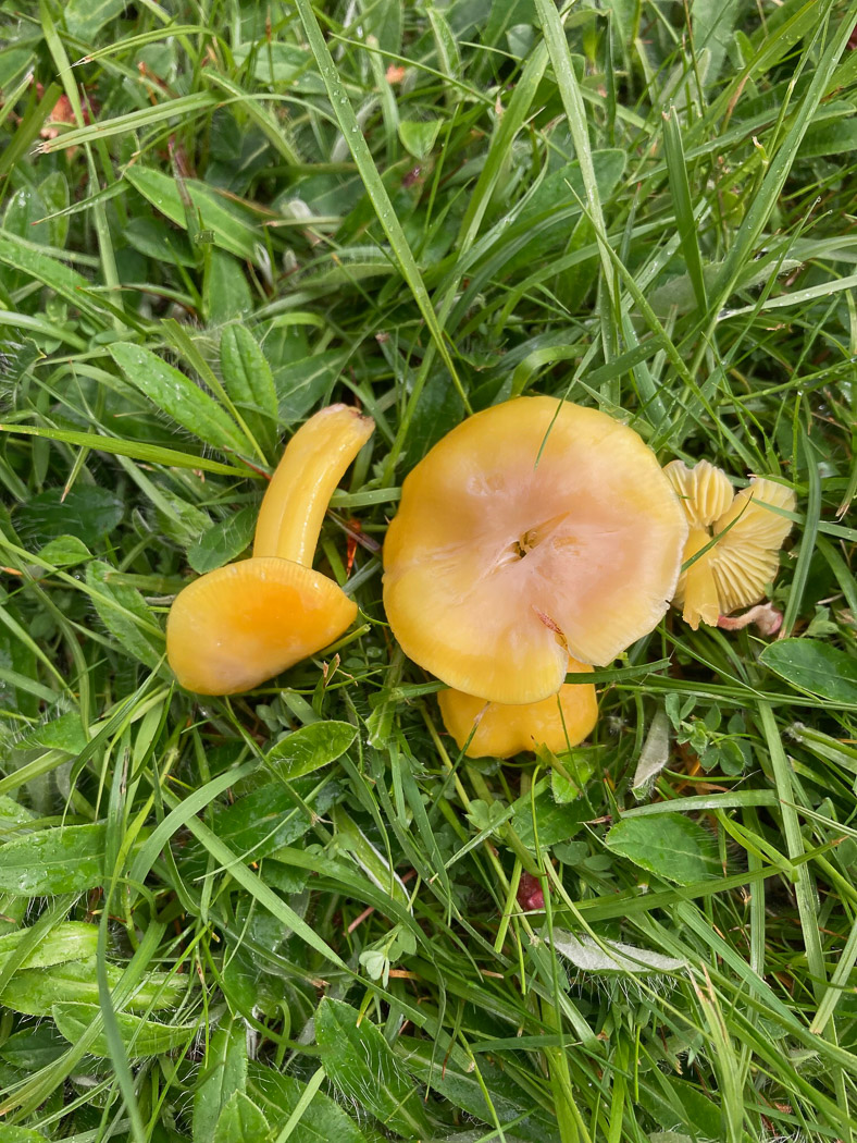 Photo by Richard Donnelly Hygrocybe chlorophana by Richard Donnelly